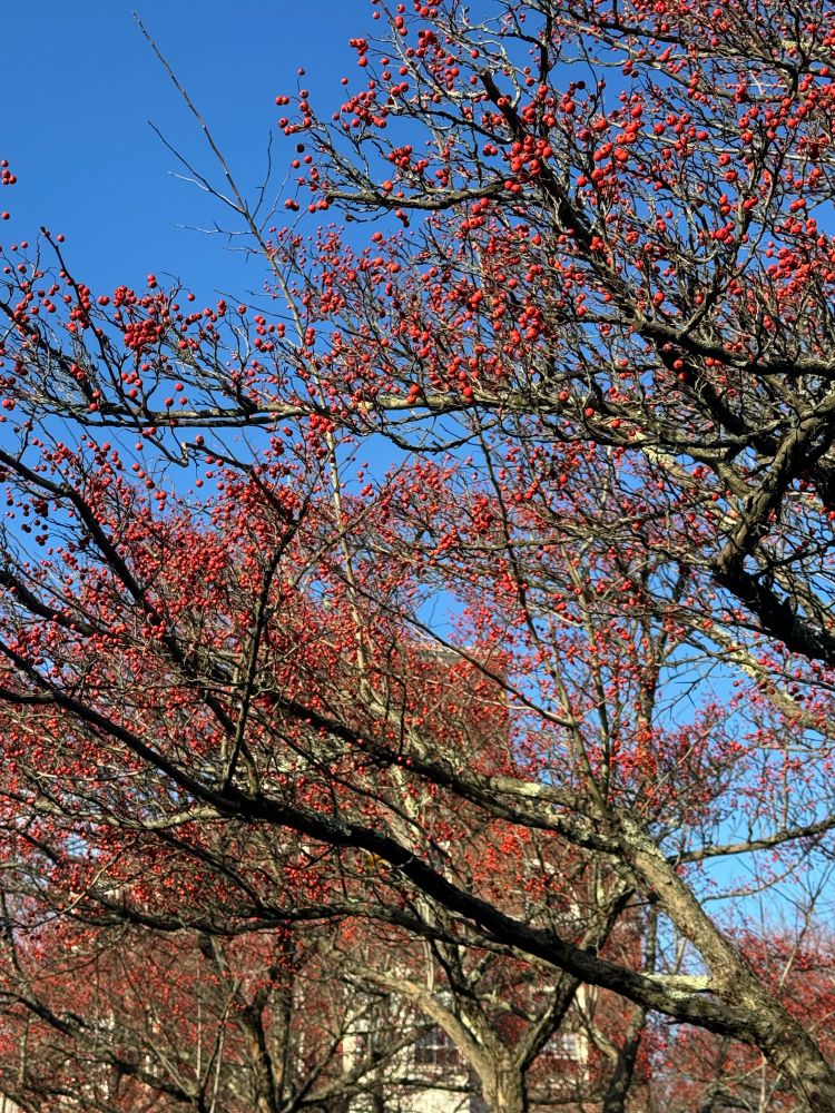 A tree with red holly.