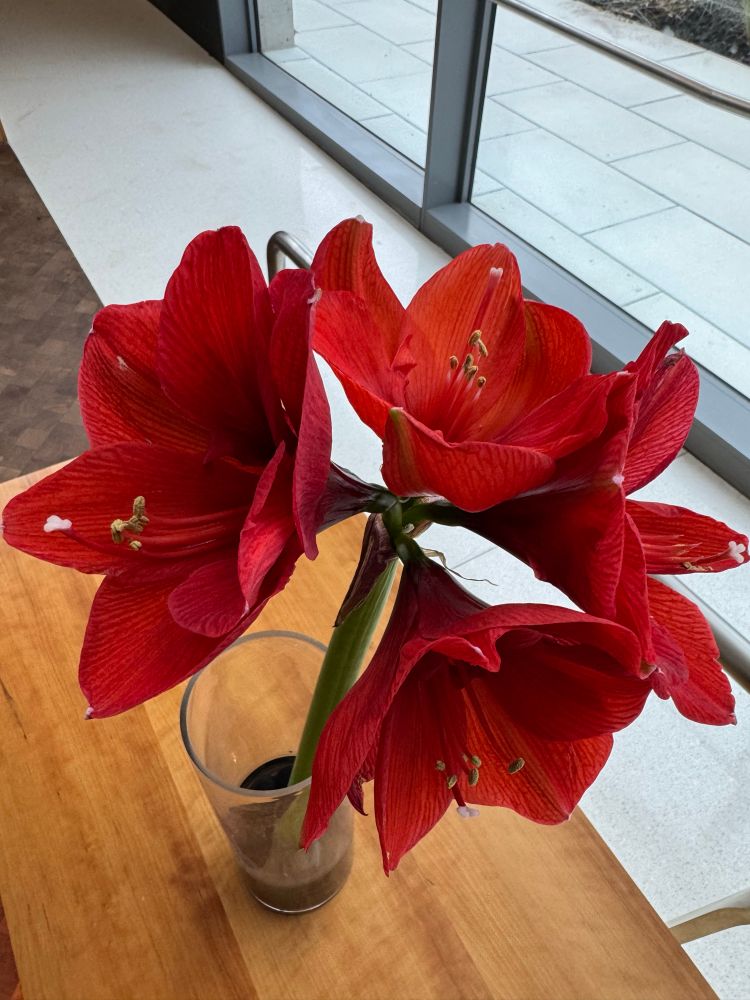 Four red jersey lilies in a clear vase 