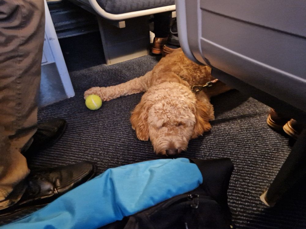 Brown dog with curly fur lying on the floor on a train, in amongst lots of passengers feet and bags, with a tennis ball in front of it