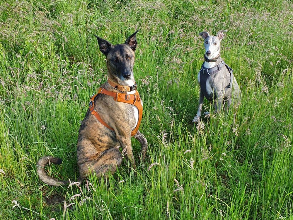 Two dogs sat in long grass, a brindle coloured greyhound/malinois cross lurcher on the left and a grey whippet lurcher on the right