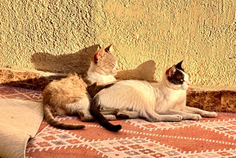 Mother-daughter Egyptian cats in Sphinx pose 