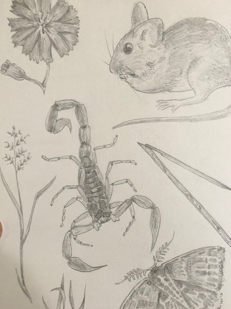 Pencil drawing of a mouse, scorpion, moth, and reed 