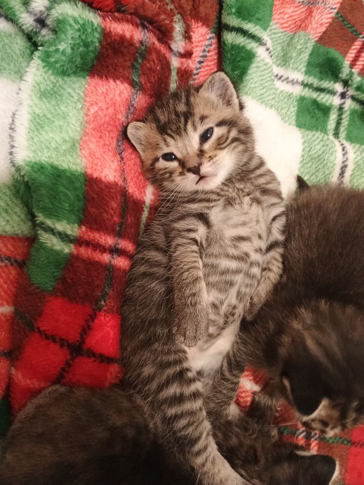 The perfect little chunky kitten 