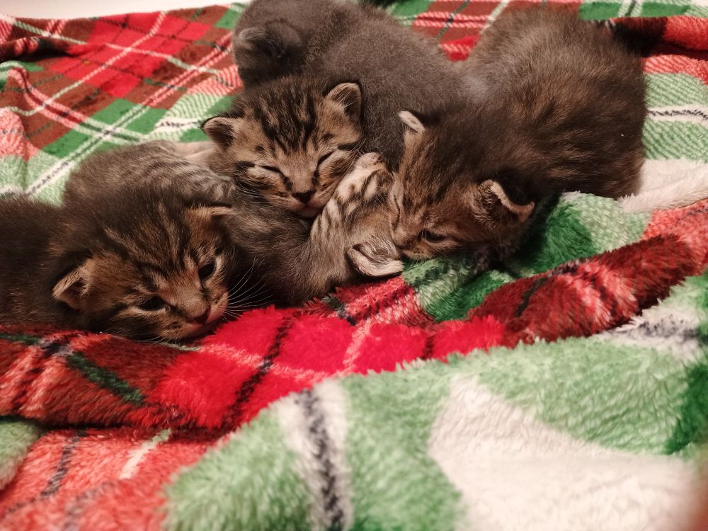 Edamame's kittenz