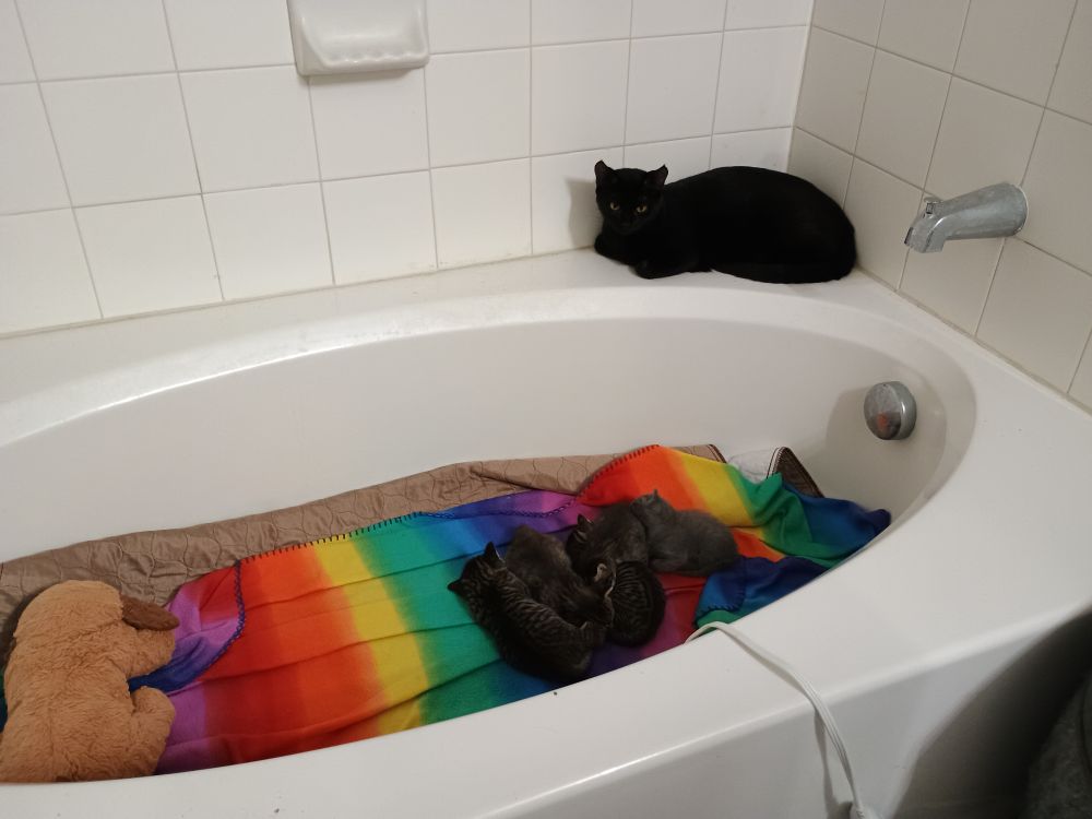 Mama cat Edamame on the edge of the tub, overlooking her five baby beans