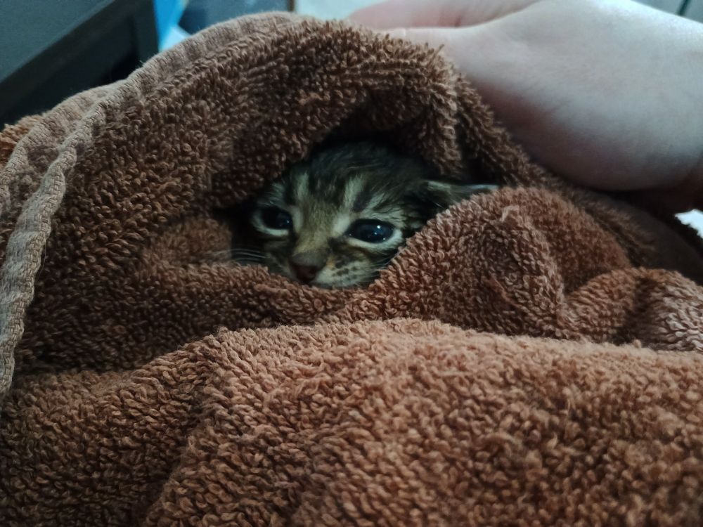 Chance, young foster kitten, peeking out from the towel I've wrapped him in looking very gwumpy