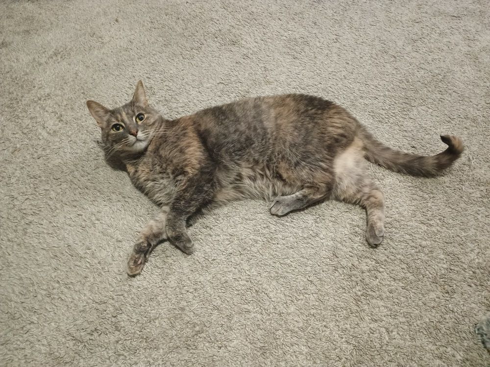 My cat Fran being so Fran 