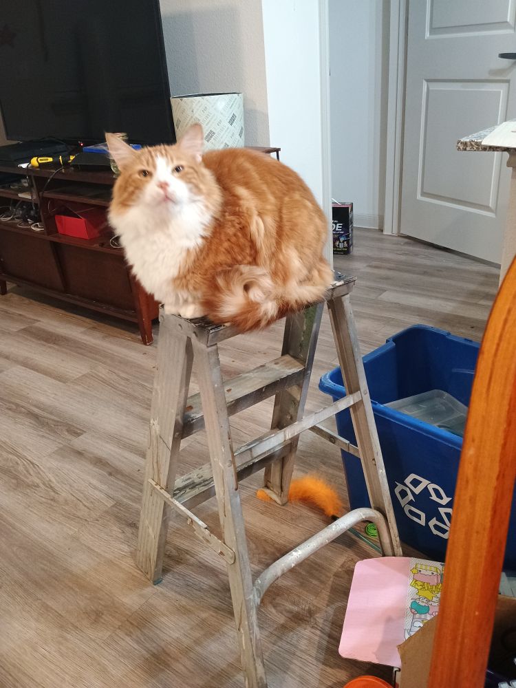 Taro (cat) sitting on top of a 3 step ladder