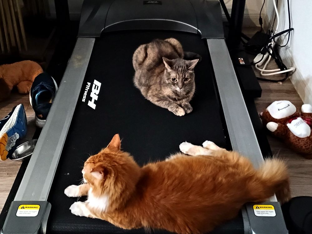 My cats Taro and Fran enjoying the warmth of the recently used treadmill