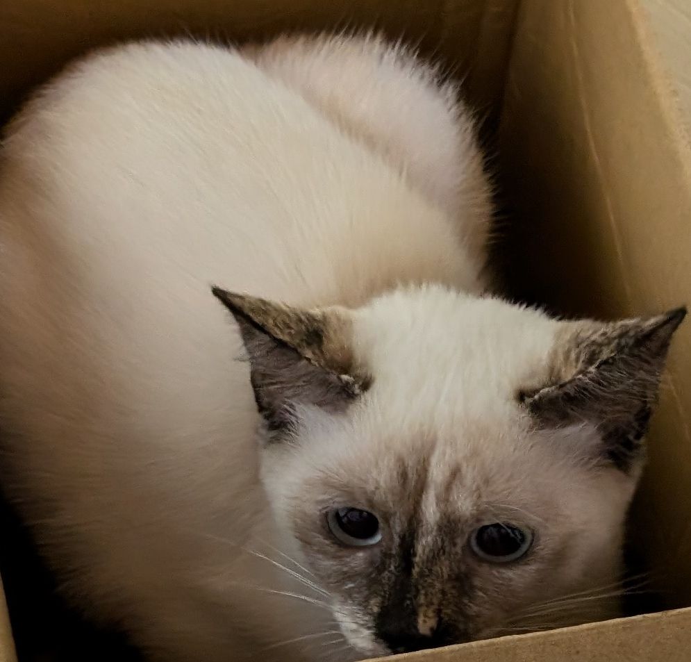 かわいいねこです