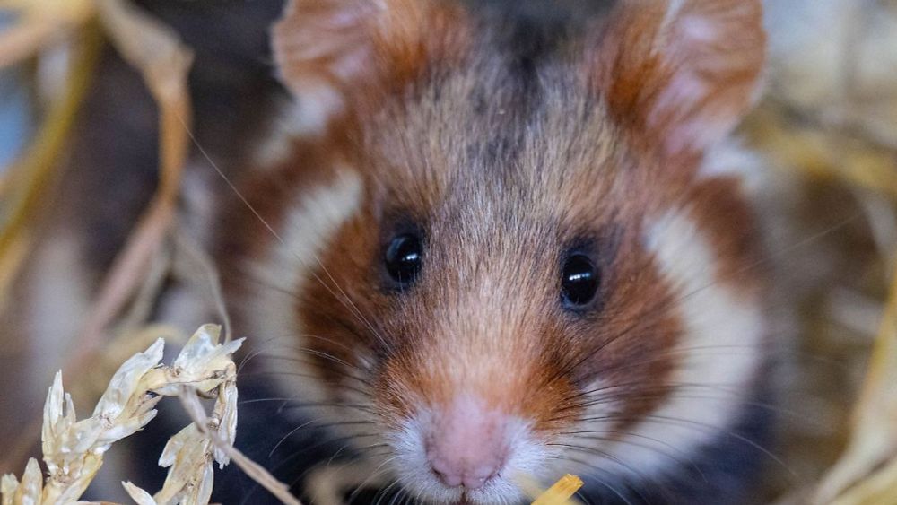 Sachsen: 224 Jungtiere: Erfolgreiche Feldhamsterzucht im Zoo Leipzig