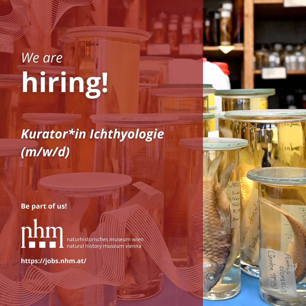 We are hiring! Kurator*in Ichthyologie (m/w/d) im NHM Wien. 