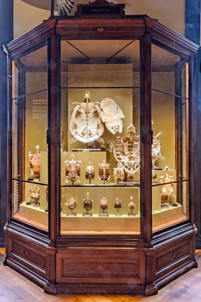 Vitrine "Siebenrocks Schildkröte"

Zwischen 1886 und 1920 wurden in der Präparationswerkstatt des NHM Wien nach Vorgaben des Zoologen Friedrich Siebenrock, der fast sein ganzes Berufsleben im Museum verbrachte, 270 Schildkröten-Präparate angefertigt. Diese Sammlung ist durch ihren Umfang und durch die aufklappbaren Bauchpanzer einzigartig. (c) NHM Wien, Wilhelm Bauer
