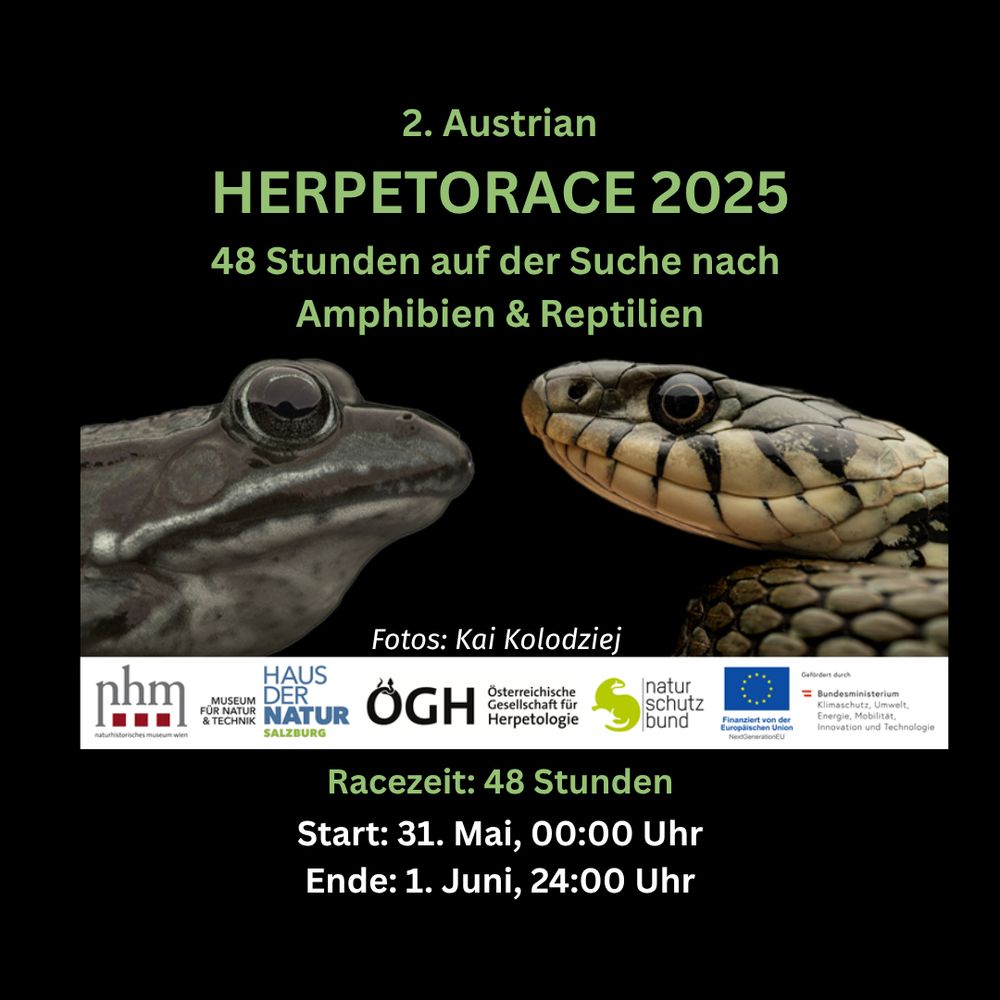 Für alle Naturbegeisterten, hilf mit die bestehende Datenlücke zu schließen!

HERPETORACE 2025 | Von 31. Mai-1. Juni 2025 
Entdecke und melde so viele Amphibien und Reptilien wie möglich. Die Teilnahme ist einzeln oder im Team möglich!
