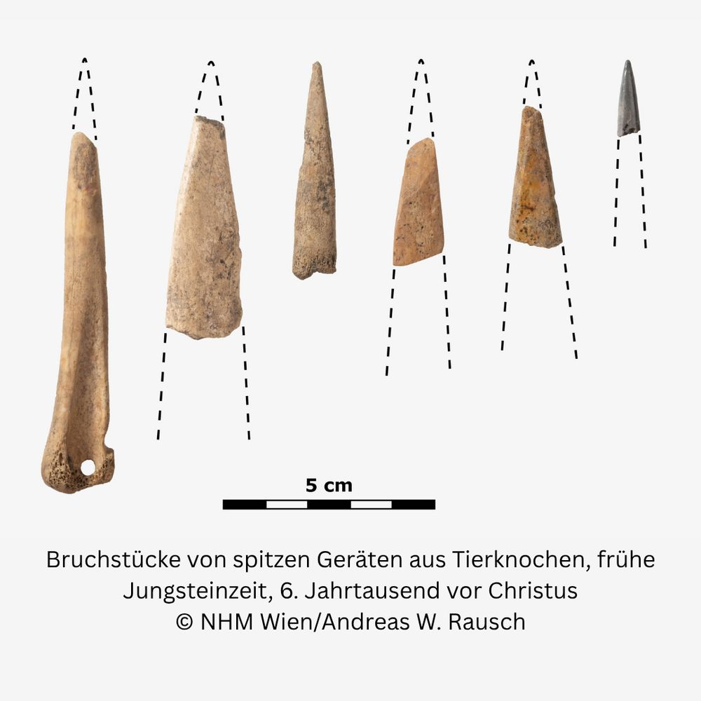 Bruchstücke von spitzen Geräten aus Tierknochen, frühe Jungsteinzeit, 6. Jahrtausend vor Christus © NHM Wien/Andreas W. Rausch