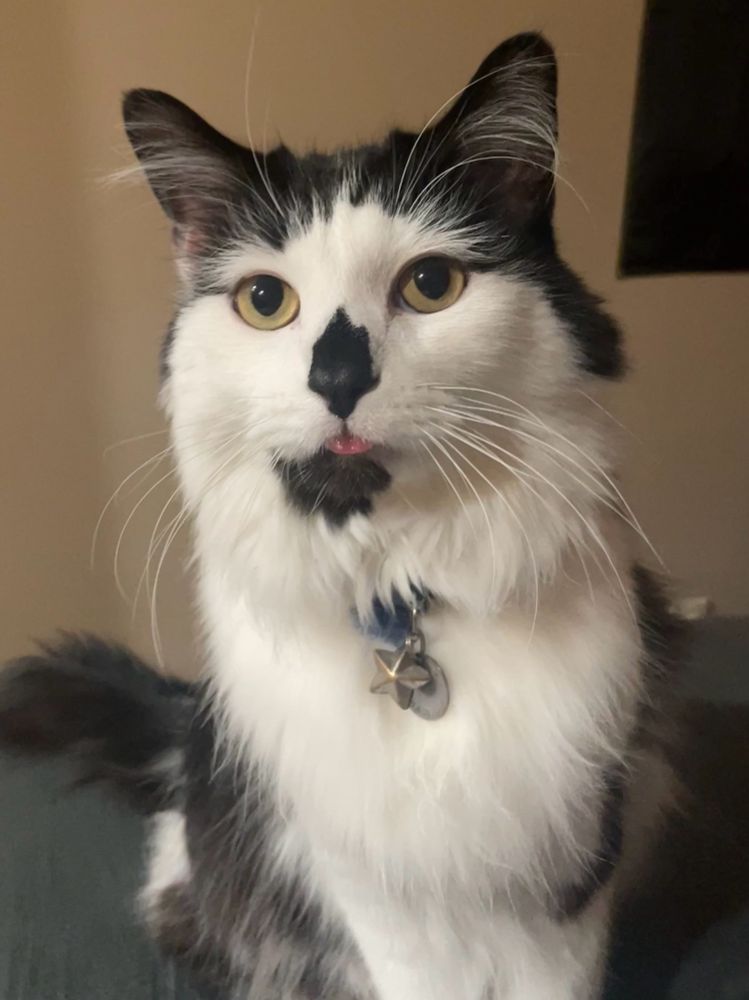 A picture of a black and white cat with his tongue sticking out 