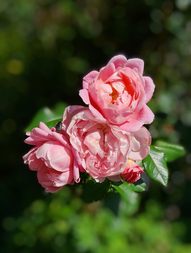 Rosa Rosen.