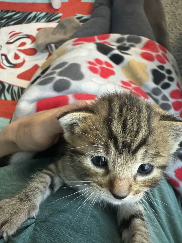 kitten