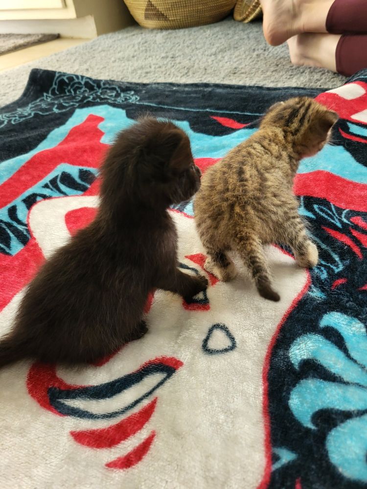 two kittens wobbling around