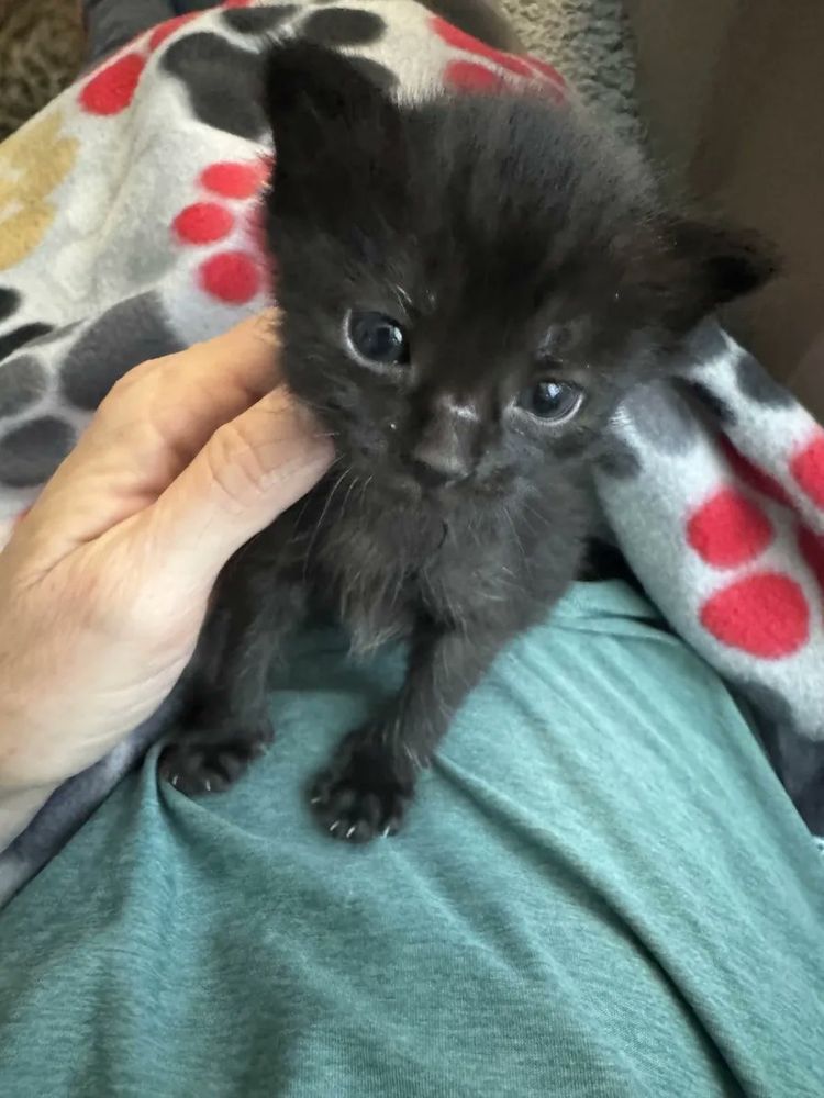kitten