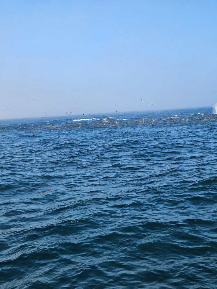 Churning ocean water is created by humpback whales and sea lions working together to force fish into a "bait ball" so they can feed. Small spouts and several whale backs are faintly visible, while hundreds of gulls circle around hoping to benefit from the feeding session 