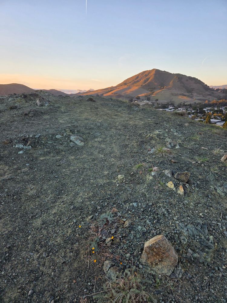 Tiny California poppies are visible in the foreground, while Cerro San Luis rises in the background 