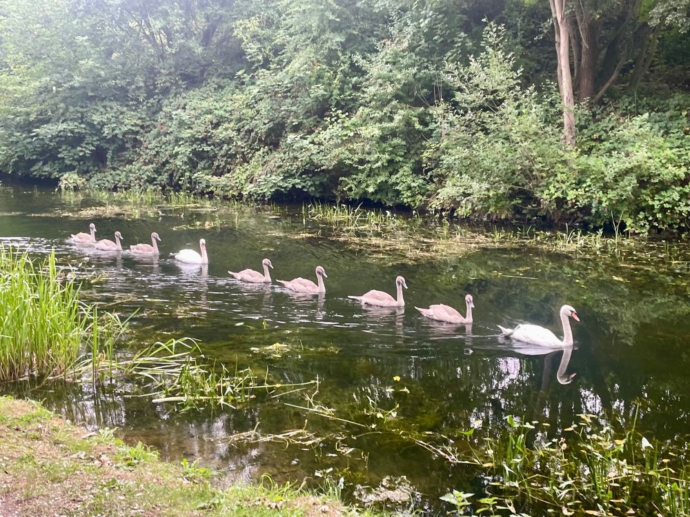 A line of swans and cygnets on a lake.
