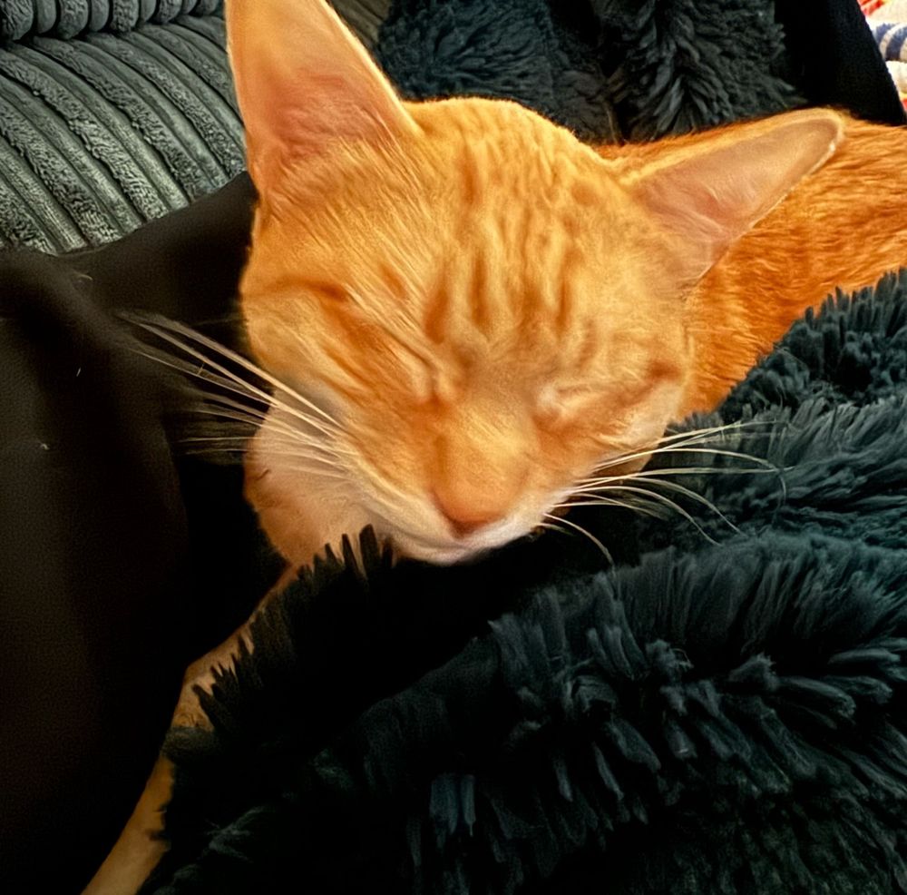 an orange cat has his eyes squeezed close. his orange triangle head looks like a wedge of cheese 