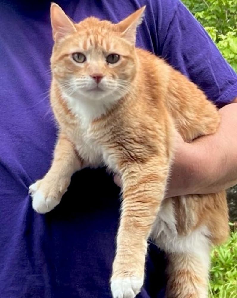 an orange cat looks surprised. he is outside, being held under one arm of a person helping him. he has one front claw hooked into the rescuers shirt