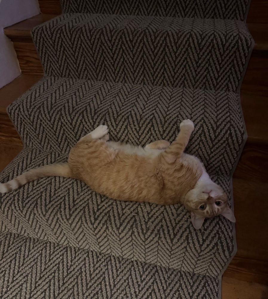 a large orange cat is sprawled on the stairs. he looks like a baby 