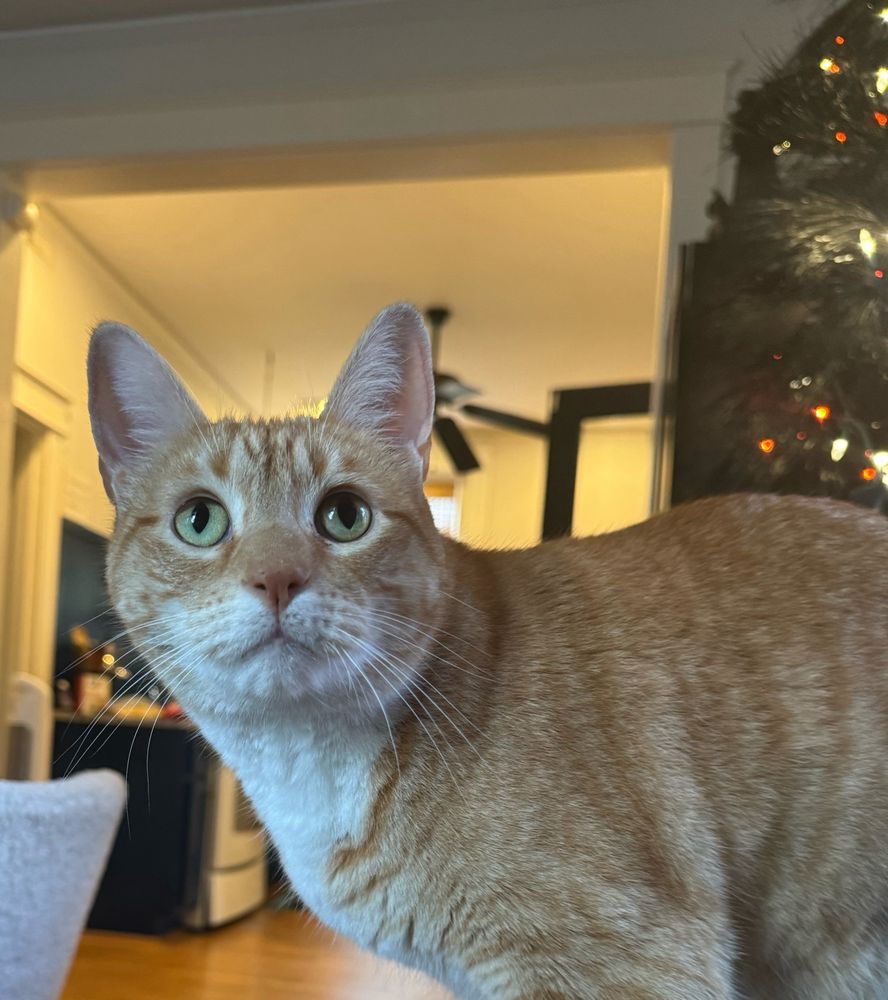 an orange cat looking innocent but also a little concerned 