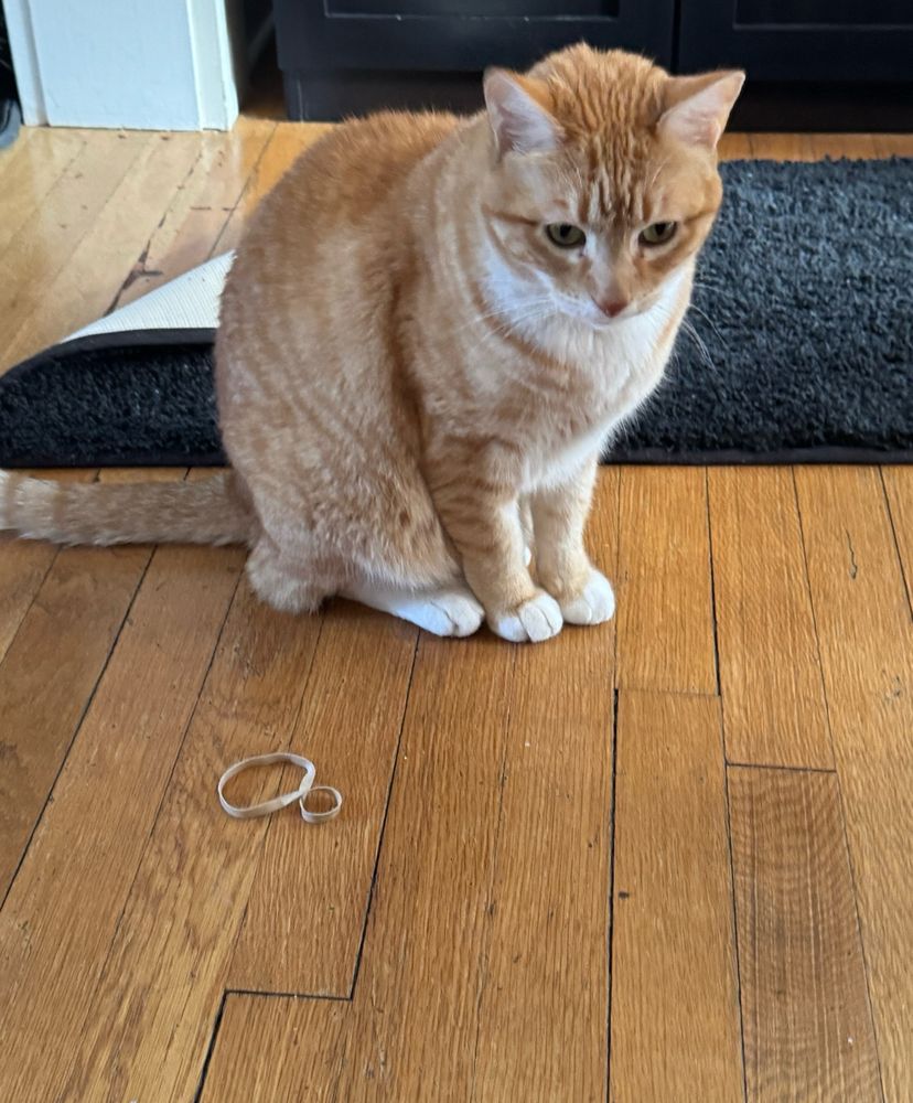 an orange cat is sitting on the floor near a partly overturned door mat and two rubber bands 
