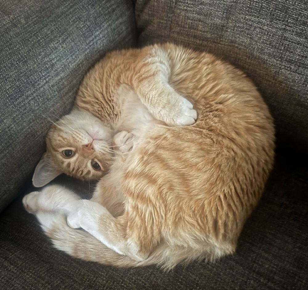 an orange cat is curled up in a circle shape with his fuzzy face looking up at you very innocently 