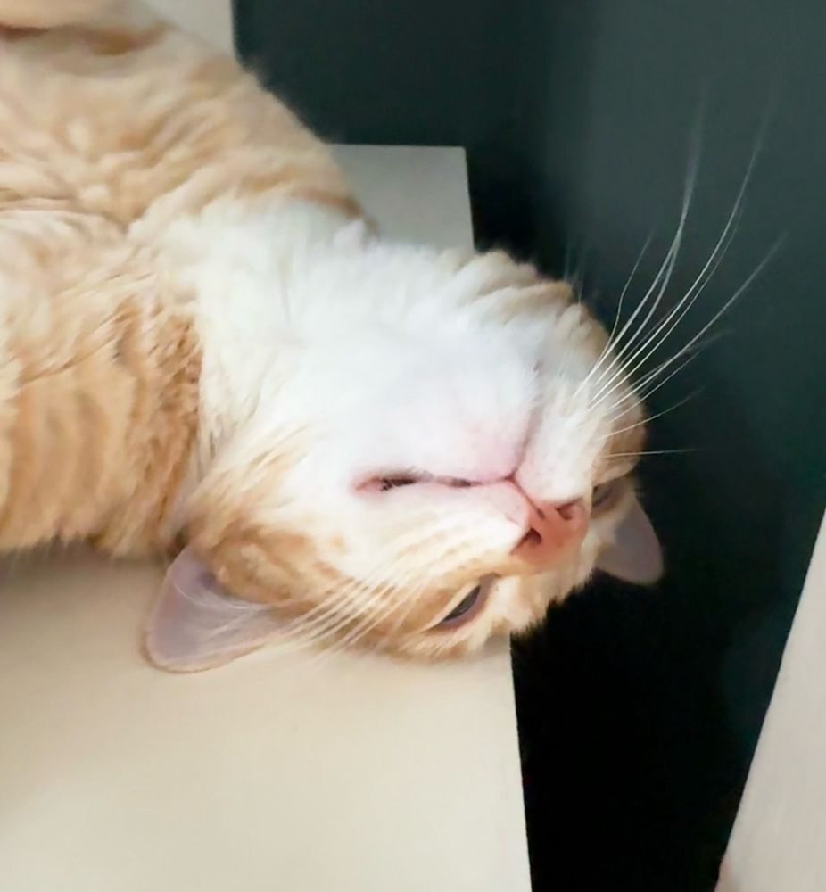 an orange cat is twisted onto his back with his snoot in the air. his nose is the same color as smoked salmon 