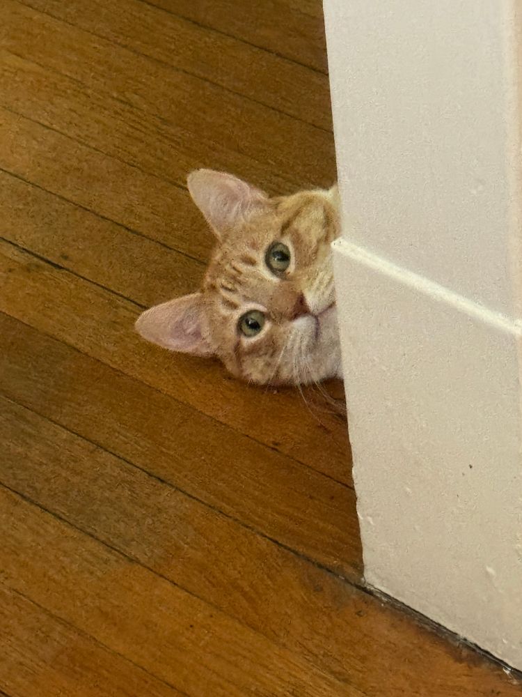 an orange cat is on the floor outside of the room with his face and ears barely visible peeking in the doorway. if he doesn’t like the vibe he’s going to slide right on back out of sight 