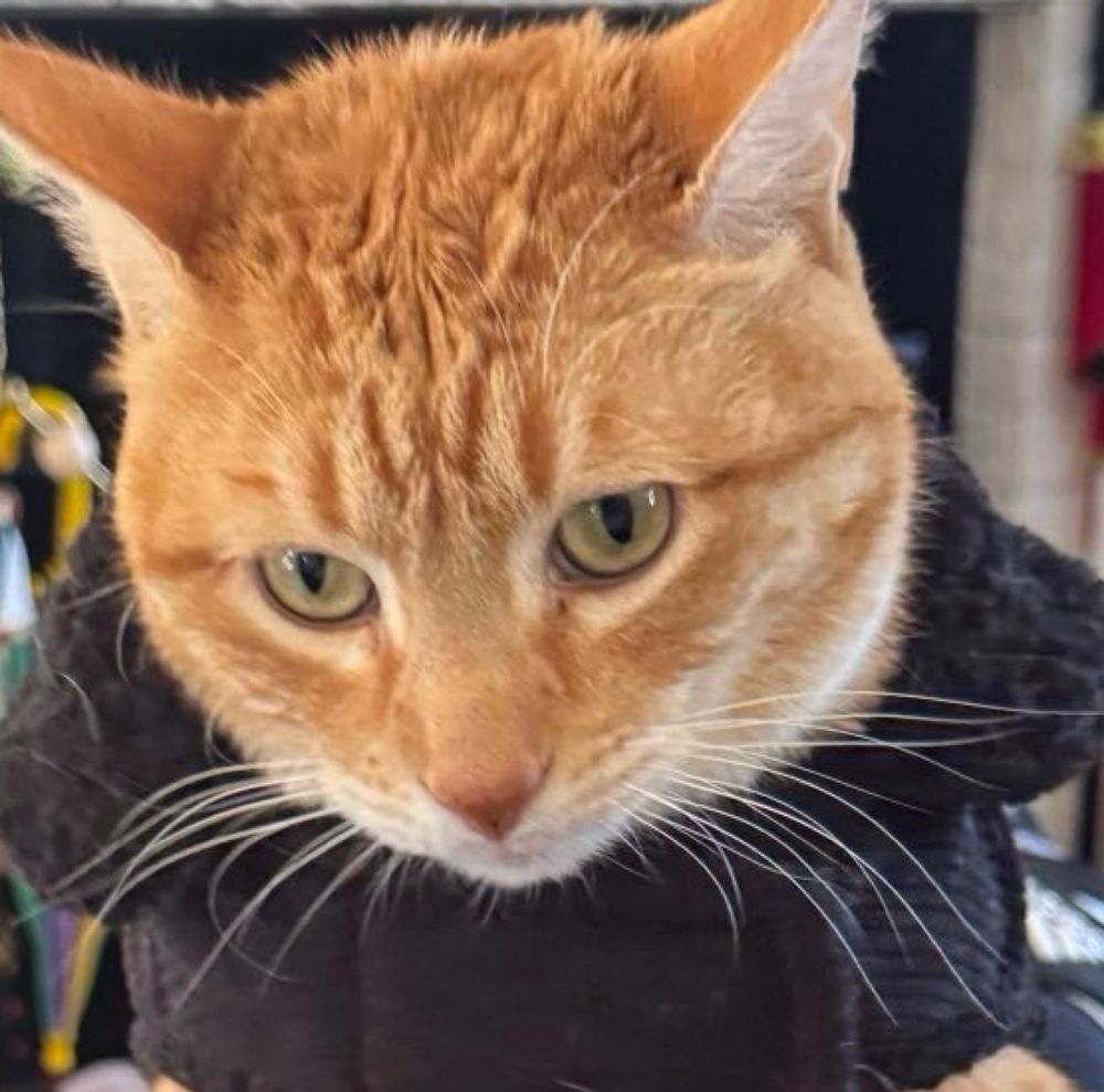an orange cat has an agitated and confused expression on his face, and part of a jacket on his neck 