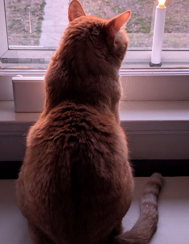 an orange cat calmly looking out the window. a battery candle is lit on window next to him 