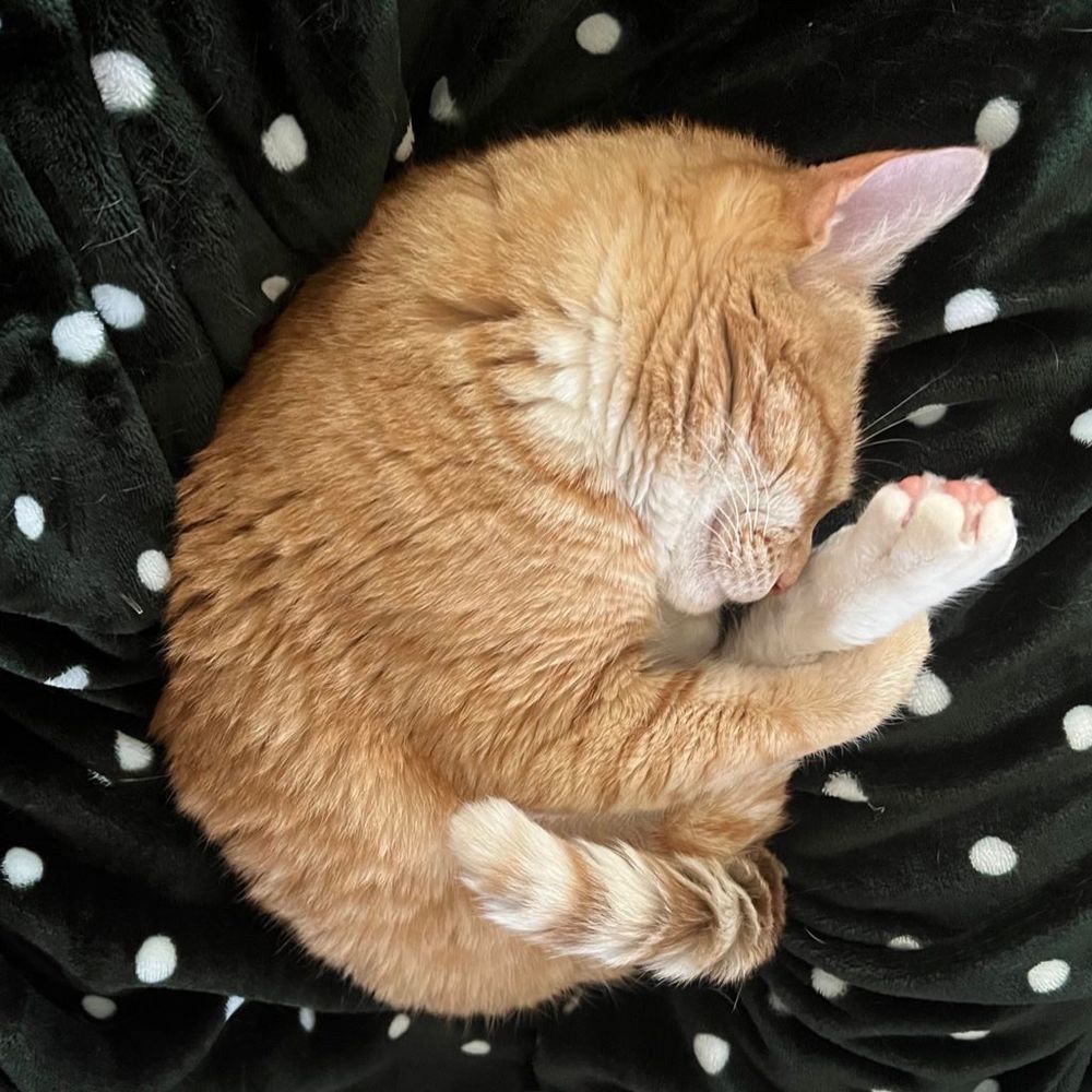 an orange cat sleeping with one hind foot pressed to his nose 
