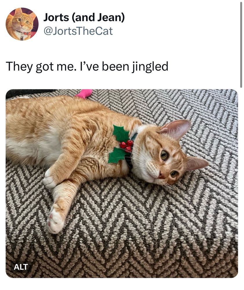an orange cat lays on the carpet staring into the distance wearing a christmas fashion collar with holly leaves and jingle bells. the tweet from last year says “They got me. I’ve been jingled.”