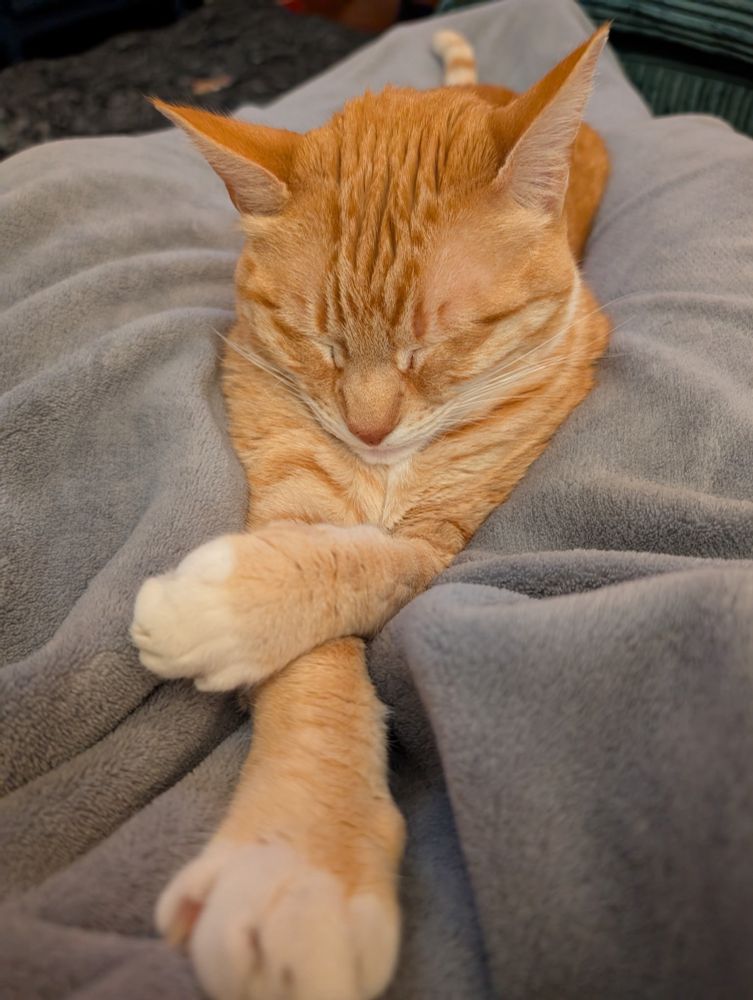 an orange cat is sitting in a dignified position leaning on one elbow with his paws politely crossed but he fell asleep which somewhat undermines the dignified posture