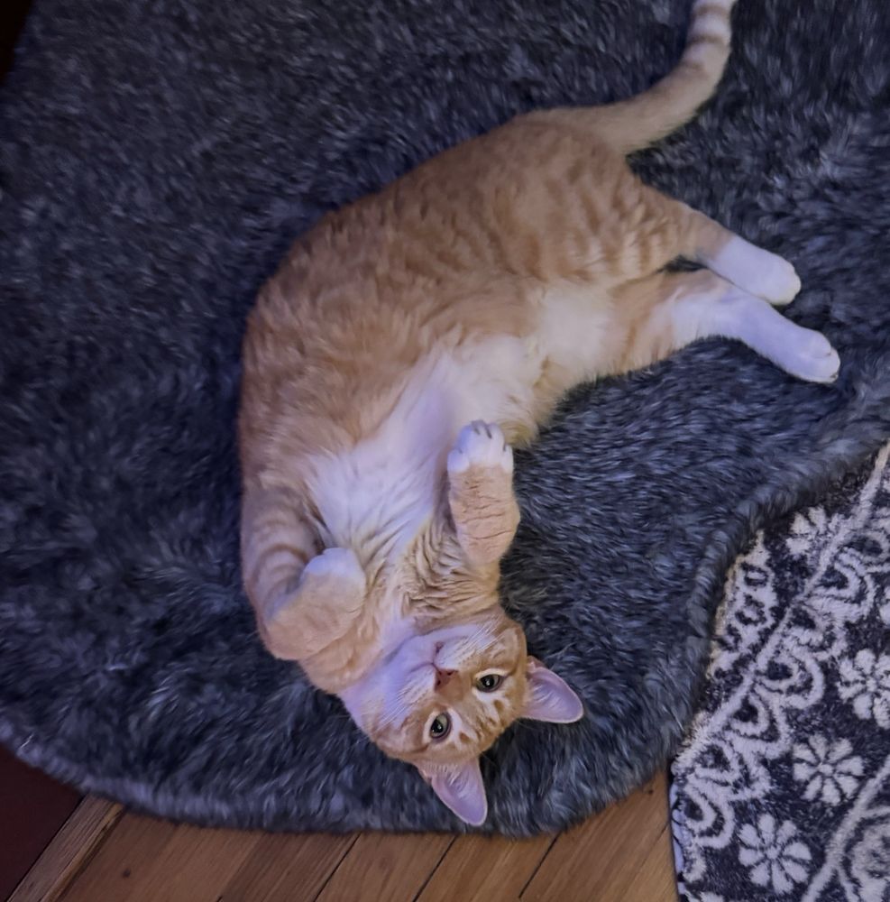 an orange cat is in a curvy croissant shape with his front bunny paws curled to his chest 