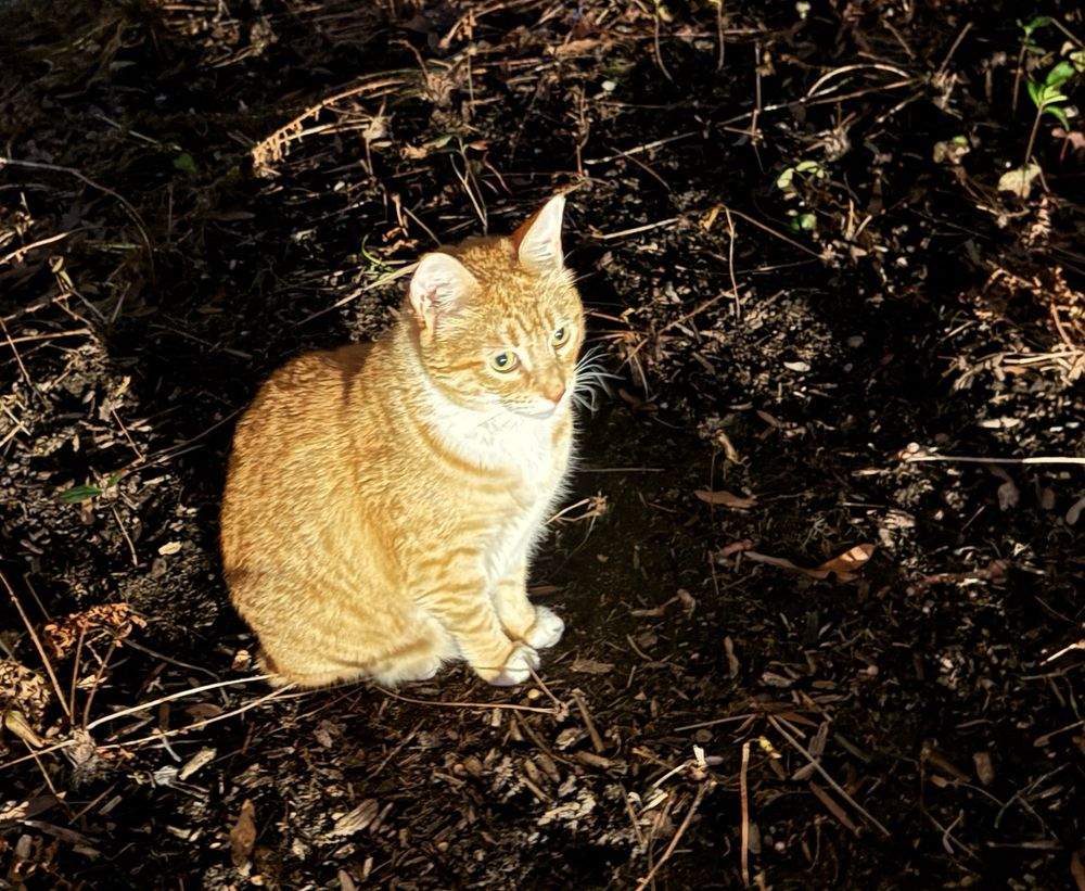 an orange cat sitting bravely outdoors 