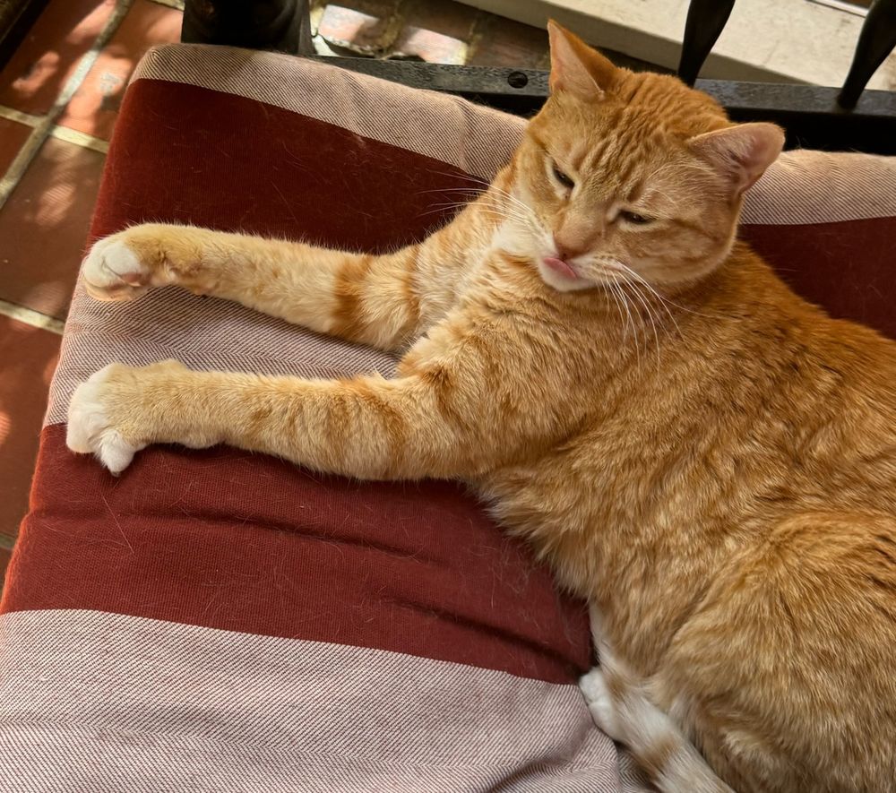an orange cat has his enormous front paws stretched out in front of him. he also has his tongue sticking out but in a cool way