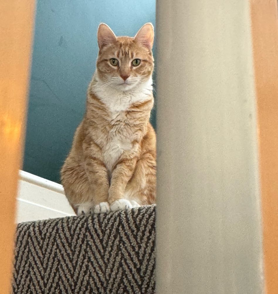 zoomed in photo of an orange cat who is staring at you from some distance away