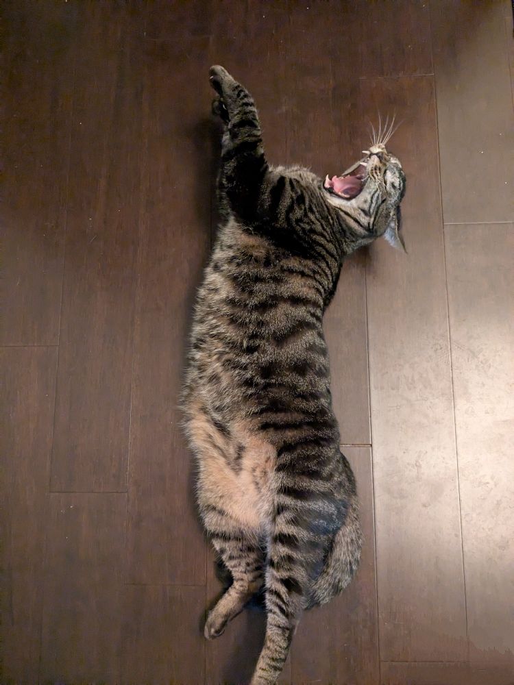 Gray cat with black stripes stretched out on the floor yawning.