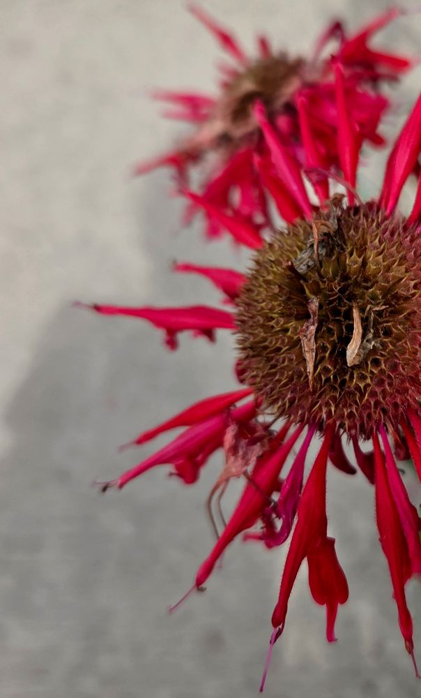 Mature hot pink bee balm bloom with petals falling off and revealing the brown seed head. Another bloom is out of focus in the background. 