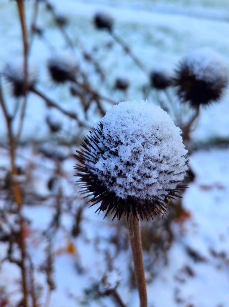 Autumn coneflower with fresh snow on the seedhead. There's a bokeh background of other coneflowers, along with some bright autumn colours. 