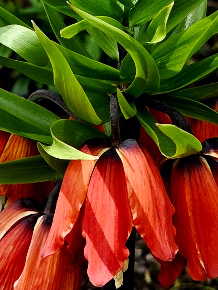 Bright orange crown imperial fritillaria with lung leaves curling around in different directions. 
