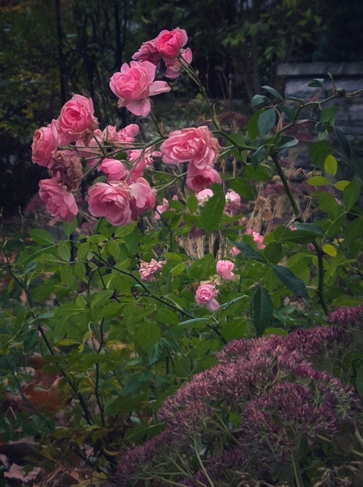 Pink blooming spray roses and sedum with foliage in a front yard. There's a partial view of a retaining wall in the background. 
