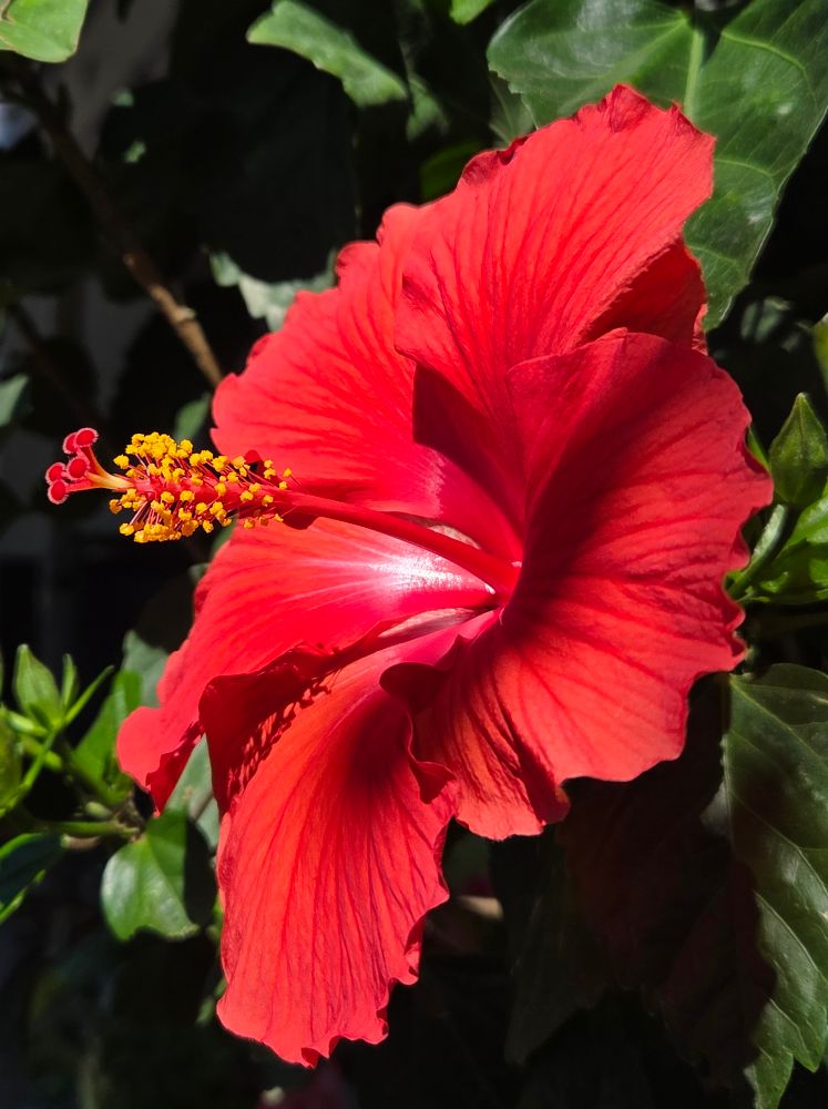 A large red hibiscus flower with a long shadow running across its petals. The petals are splaying out like a dancer's skirt. The pistil with yellow stamens is reaching out like an arm. Leaves are in the background